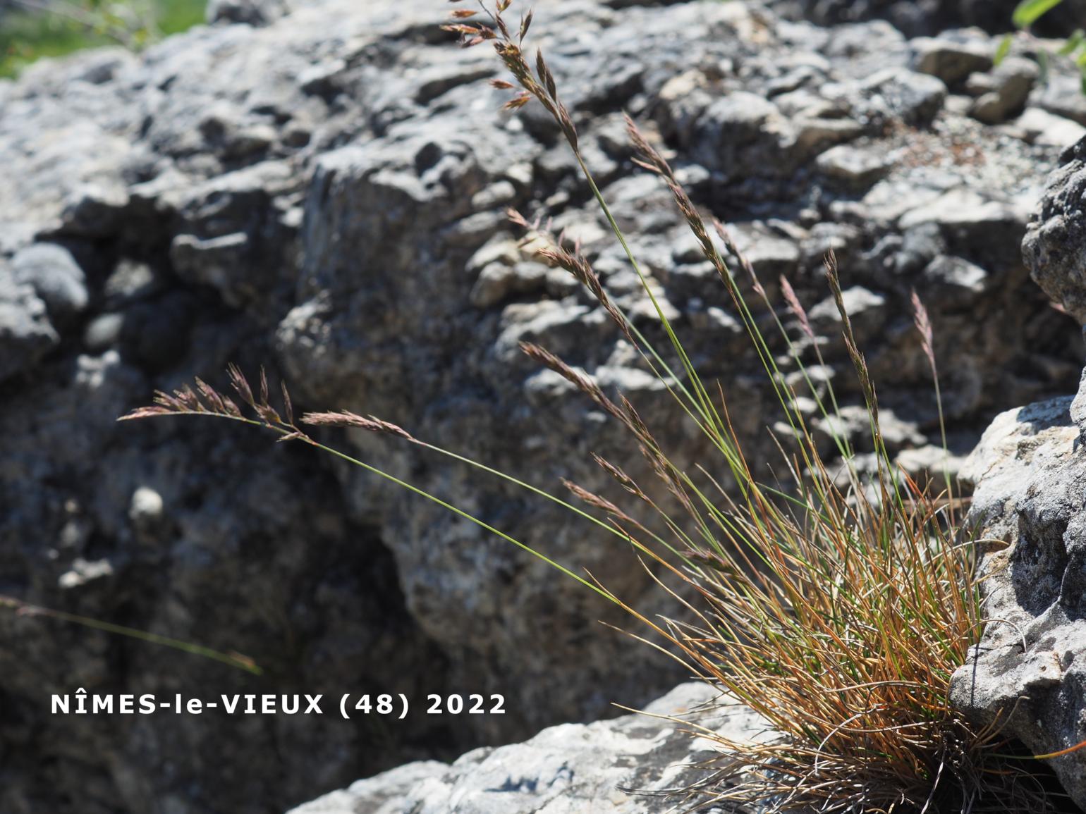 Fescue, Christian Bernand's